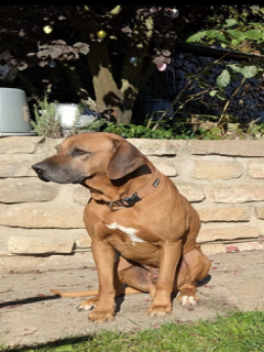 Odin