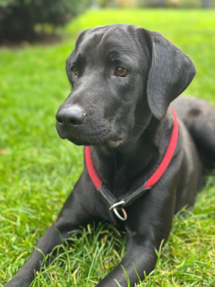 Gustav