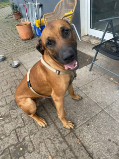Carlos  