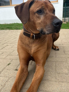 Balou